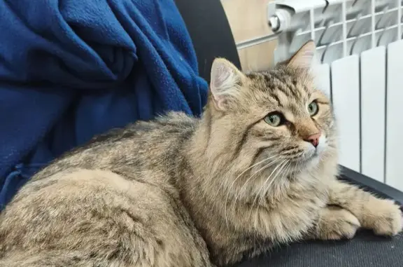 Найдена кошка, Волгоград, фото: Найдена кошка, Невская улица, 12В, Волгоград — черепаховый окрас, очень ласковая