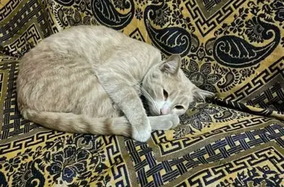 Найдена кошка, Пермь, фото: Найдена кошка, Краснофлотская улица, 15, Пермь — очень ласковая, с золотистыми глазами