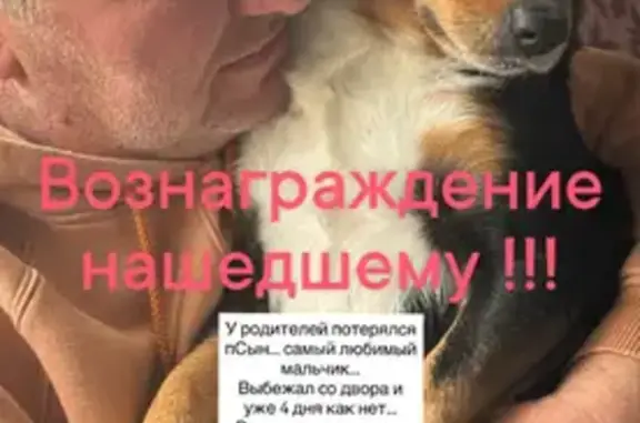 Пропала собака, Рыздвяный, Михайловск — хромает на заднюю лапку, после операции - photo