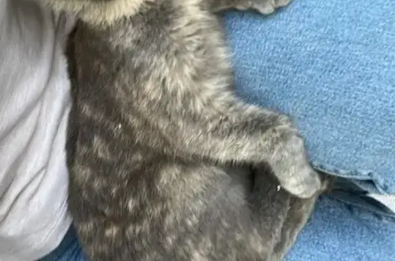 Найдена кошка, Астрахань, фото: Найдена кошка, улица Татищева, 22/2, Астрахань — серо-бежевая, ласковая