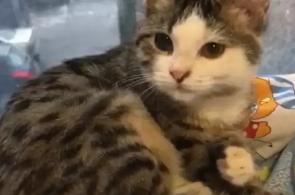 Пропала кошка, Харьковская улица, 3 к8, Москва — Милка, 2 года, очень добрая - photo