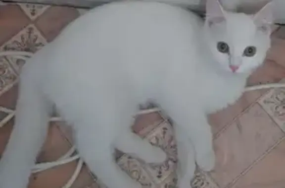 Найдена кошка, Асбест, фото: Пропала кошка, улица Мира, 9, Асбест — белый окрас