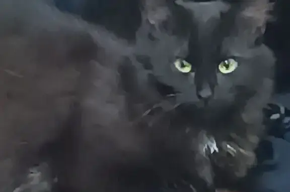 Пропала кошка, улица Урицкого, 8, Мещовск — чёрная, пушистая, очень пугливая - photo