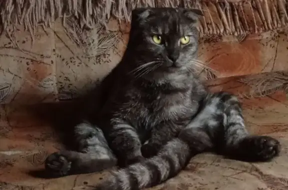 Пропала кошка, Самолётная улица, Оренбург — дымчатая, кличка Барон - photo