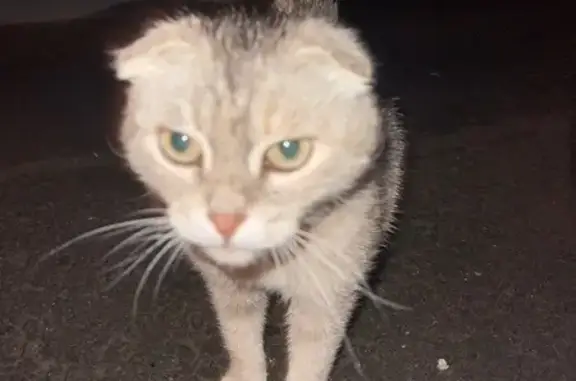 Найдена кошка, ище, фото: Найдена кошка, улица Маршала Чуйкова, 11, Городище — сидит под машиной