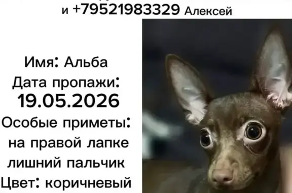 Собаки потеряшки, Пенза, фото: Потеряшка собака, Медицинская улица, 8, Пенза — коричневая, на правой задней лапке лишний пальчик
