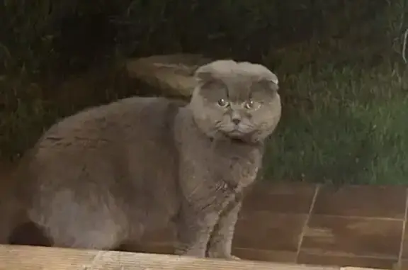 Найдена кошка, Рыжиково, фото: Найдена кошка, 2ая Центральная улица, Рыжиково — домашняя, чистая и упитанная