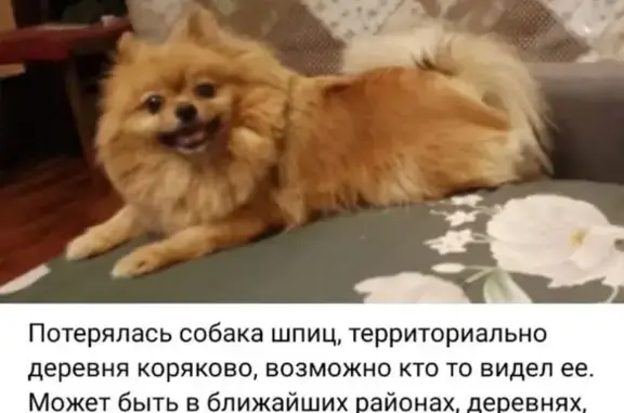 Собаки потеряшки, Коряково, фото: Потеряшка собака, Армейская улица, 51, Коряково — девочка шпиц, откликается на имя Тоша