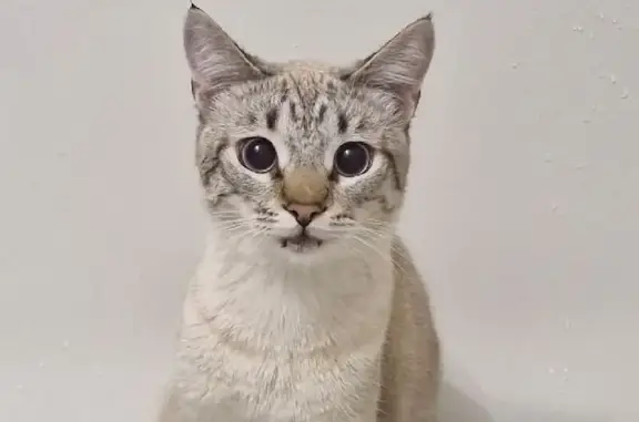 Найдена кошка, Нижний Новгород, фото: Найдена кошка, Союзный проспект, 9, Нижний Новгород — домашняя, с голубыми глазами