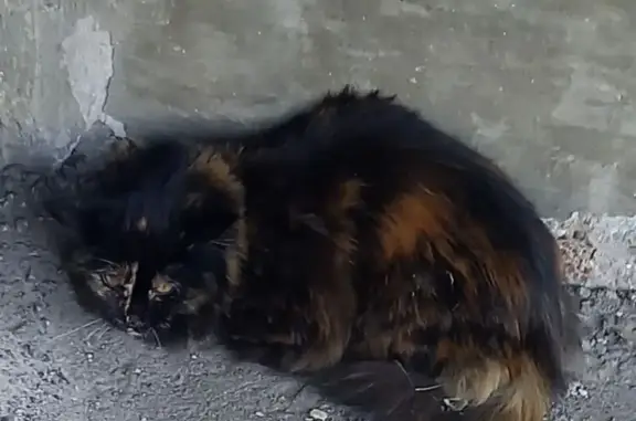 Найдена кошка, Кумертау, фото: Найдена кошка, улица Машиностроителей, 3, Кумертау — испуганная, под балконами 5-этажного дома