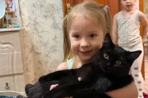 Пропала кошка, проспект Дружбы, 9, Курск — чёрная Ночка, выбриты передние лапы и левый бок - photo