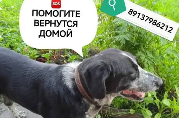 Пропала собака, Звёздная улица, 20, Новосибирск — пожилой охотничий пёс Тихон в серо-зелёном ошейнике - photo