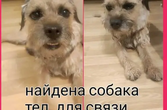 Найдена собака, Москва, фото: Найдена собака, проектируемый проезд № 6224, Москва — молодой кобель