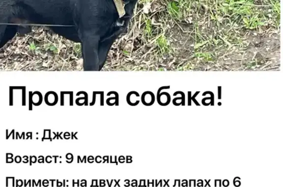 Пропала собака, улица Карасунская Набережная, 63, Краснодар — чёрная, без ошейника - photo