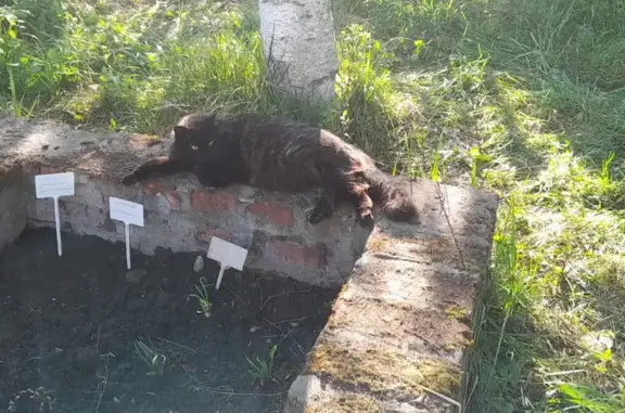 Пропала кошка, Днепропетровская улица, 23 к3, Москва — черная, пушистая с коричневым подшерстком - photo