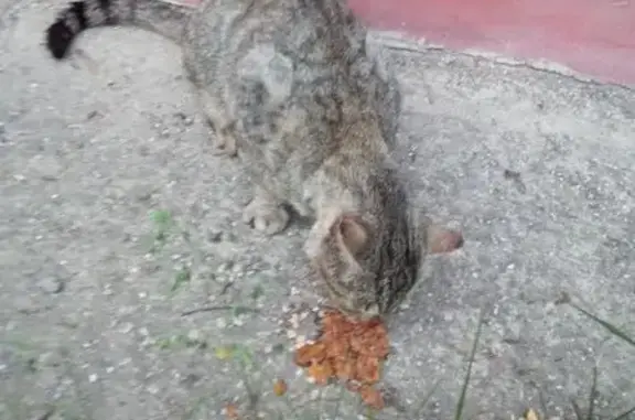 Найдена кошка, Люберцы, фото: Найдена кошка, Южная улица, 5, Люберцы — возможно глухая, с раной