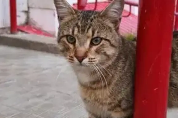 Найдена кошка, Сыктывкар, фото: Найдена кошка, улица Ленина, 23А, Сыктывкар — ласковая, тянется к людям