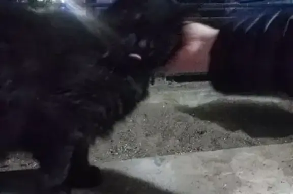 Найдена кошка, Парголово, фото: Найдена кошка, улица Фёдора Абрамова, 23 к1, Парголово — чёрная длинношерстная с большим красивым хвостом