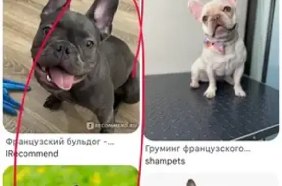 Найдена собака, Уфа, фото: Найдена собака, улица Пушкина, Уфа — французский бульдог, тёмный окрас, со шлейкой или ошейником