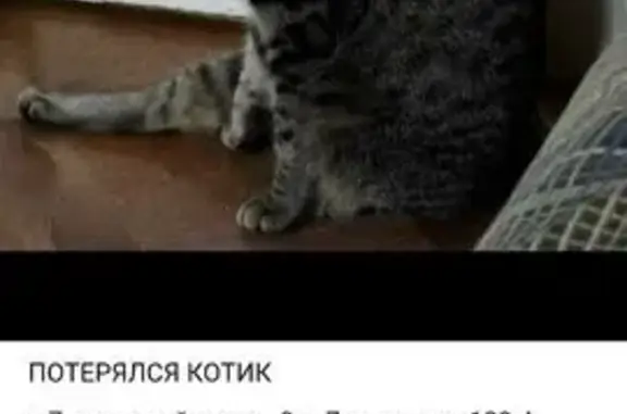 Пропала кошка, улица 9-я Линия, 139А, Омск — крупный серо-коричневый пушистый котик, большие зелёные глаза - photo