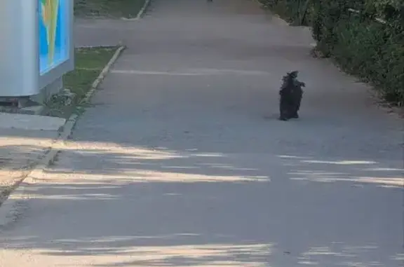 Найдена собака, Чебоксары, фото: Найдена собака, улица Никиты Сверчкова, 15, Чебоксары — чёрный щенок цвергшнауцера