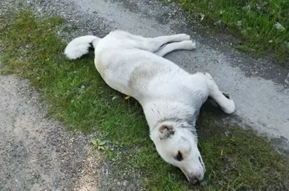 Найдена собака, Хабаровск, фото: Найдена собака, улица Репина, 15А, Хабаровск — девочка алабай, крупная, ласковая