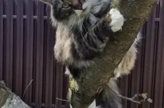 Пропала кошка, улица Нижняя Дубровенка, 32А, Смоленск — очень пушистая, с чёрным пятнышком на лапке - photo
