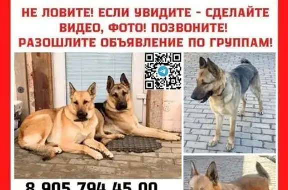 Собаки потеряшки, Солнечногорск, фото: Потеряшка собака, Солнечногорск, Московская область — один мальчик, кличка Дик, и девочка, кличка Шуня