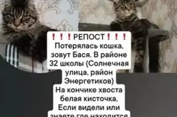 Пропала кошка, Солнечная улица, 86, Абакан — белый кончик хвоста, мейн-кун - photo