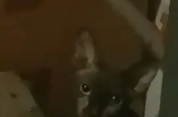 Найдена кошка, Люберцы, фото: Найдена кошка, Люберцы, Московская область — сфинкс, серый окрас, красные ногти