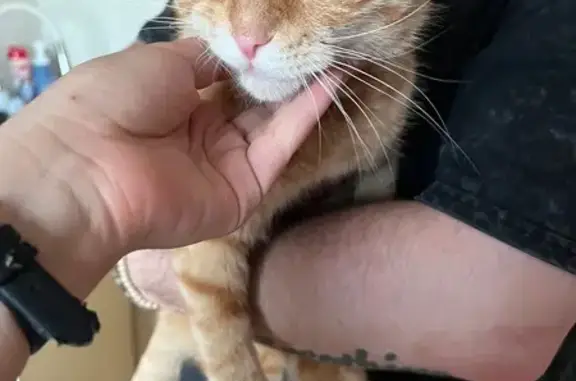 Найдена кошка, Серпухов, фото: Найдена кошка, Октябрьская улица, 30А, Серпухов — примерно 3 года