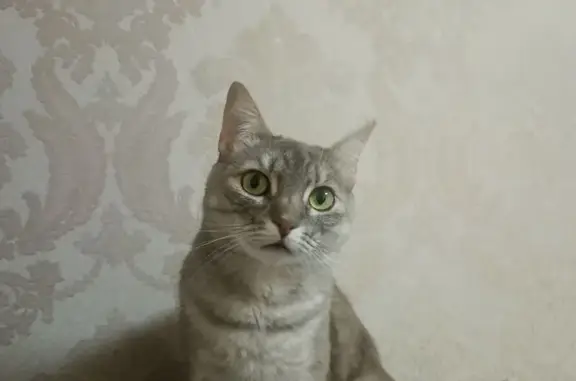 Кошки потеряшки, Брянск, фото: Потеряшка кошка, Московский проспект, 102, Брянск — дымчато-серый окрас, зелёные глаза