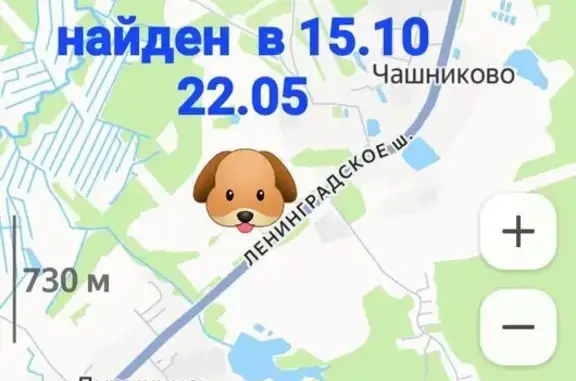 Найдена собака, Чашниково, фото: Найдена собака, Ленинградское шоссе, Чашниково — черно-рыжий