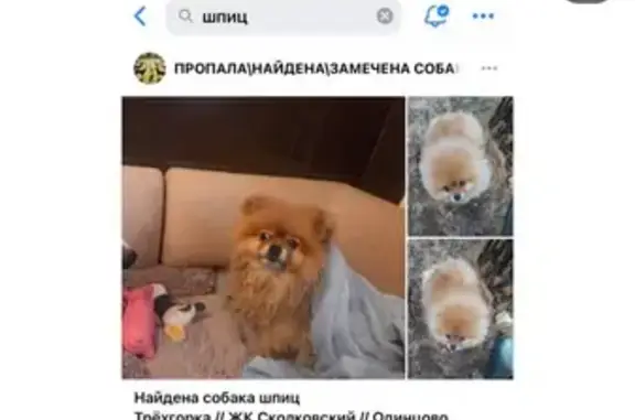 Найдена собака, Пыхчево, фото: Найдена собака, район Троицк, Москва — рыжий шпиц