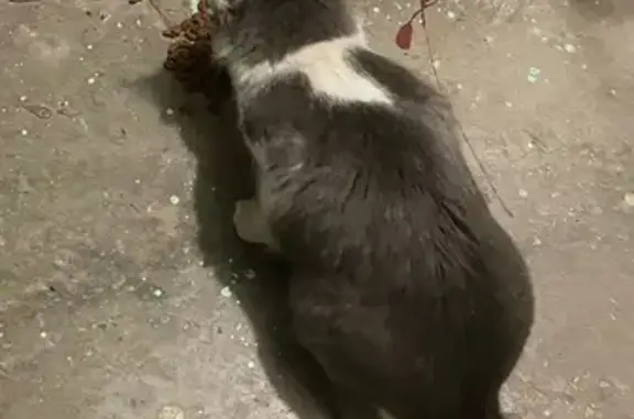 Найдена кошка, Саратов, фото: Найдена кошка, Деловая улица, 19, Саратов — серая с белыми пятнами, пугливая