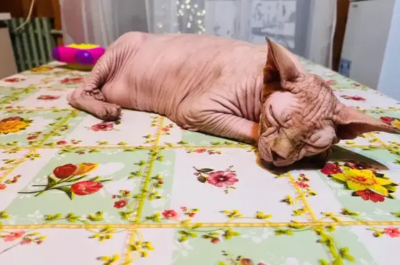Пропала кошка, Центральная улица, Топорково — кремовый окрас, спокойная - photo