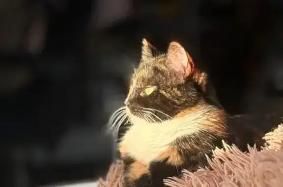 Пропала кошка, 5-я Тарховская улица, 12, Сестрорецк — трёхцветная, хромает на одну лапу - photo