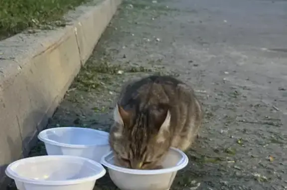 Найдена кошка, Балашиха, фото: Найдена кошка, Промышленная улица, 43, Балашиха — молодая, ласковая, с ошейником от блох
