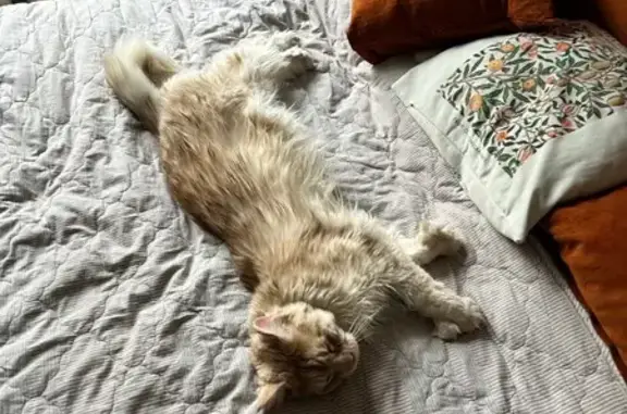 Пропала кошка, улица Гончарова, 17В, Москва — мейн-кун, очень большая, по 6 пальчиков на лапке - photo