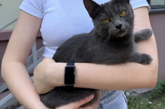 Найдена кошка, Казань, фото: Найдена кошка, Авиастроительный район, Соцгород, Казань — серая, похожа на русскую голубую
