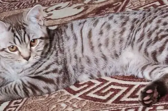 Пропала кошка, Почаевская улица, 21А, Владимир — шотландец, густая шерсть, светло-карие глаза - photo