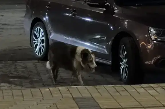 Найдена собака, Нижний Новгород, фото: Найдена собака, Алексеевская улица, 10, Нижний Новгород — взрослый пес, немного прихрамывает