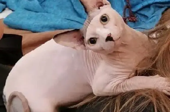 Пропала кошка, Тюменский - кот сфинкс, белый с пятнами - photo