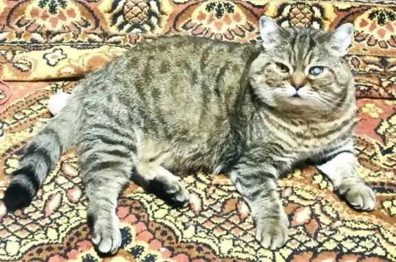 Пропала кошка, улица Дмитрова, 25, Рузаевка — коту 7 лет, шотландский прямоухий - photo