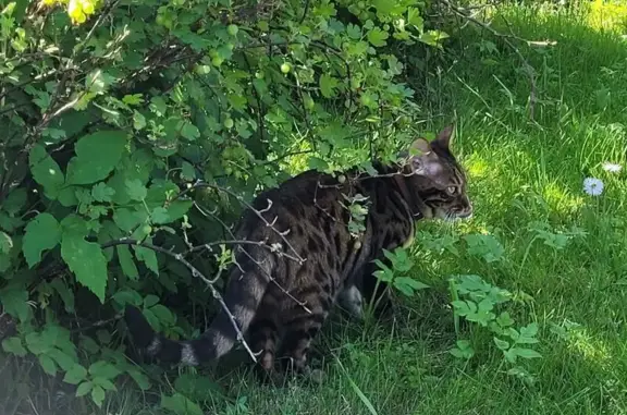 Пропала кошка, Литейная площадь, 5, Петрозаводск — порода бенгал, пятнистый окрас - photo