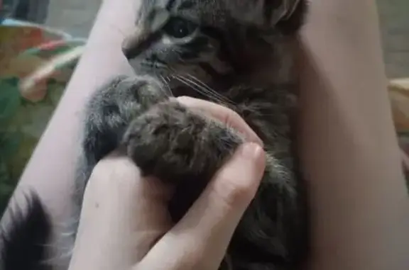 Пропала кошка, Путиловская улица, 20, Красноярск — ласковая, 6–7 месяцев - photo