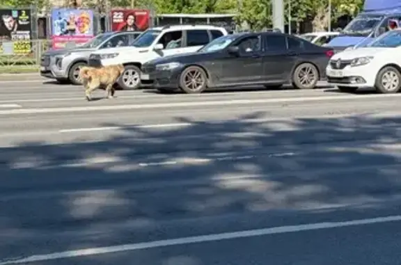 Найдена собака, Нижний Новгород, фото: Найдена собака, проспект Гагарина, 42, Нижний Новгород — крупная, с ошейником и карабином