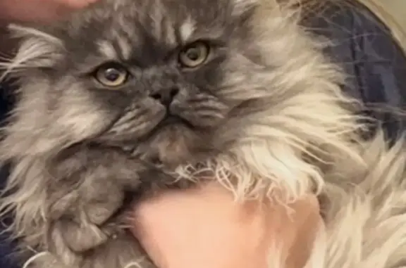 Пропала кошка, Советская улица, 26, Волгоград — серый и пушистая - photo