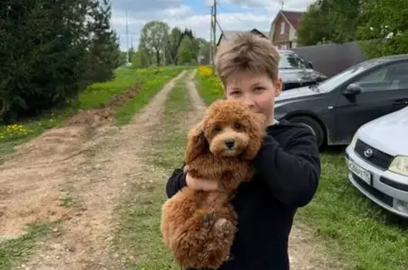 Пропала собака, 31, Новиково — светло-жёлтая, откликается на кличку Лилу - photo