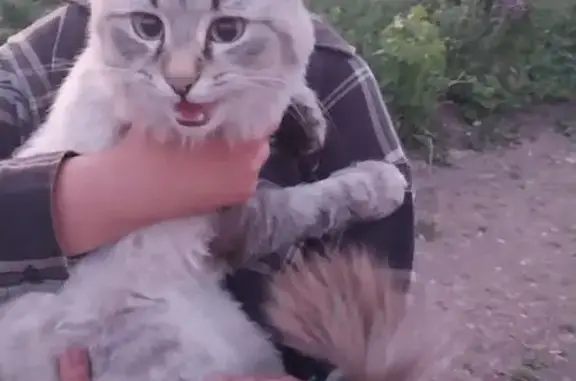 В Зубово найден голубоглазый кот , порода невская маскарадная , подстриженный, на хвосте помпошка , кастрат. Ищет и ждёт своих хозяев. 89173747755 Анастасия .